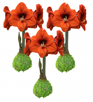 Festive Fall Waxed Amaryllis Bulb Trio-Includes 3 Moss Orange Sovereign Amaryllis Moss Waxed Bulbs!!